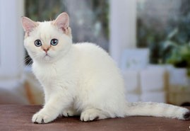 Затушеванный Колор-пойнт Окрас Британских Кошек: фото, стандарт окраса. Фото затушеванный поинт британских котят, кошек, котов. Серебристый и золотой затушеванный колор-пойнт британец: стандарт окраса. 